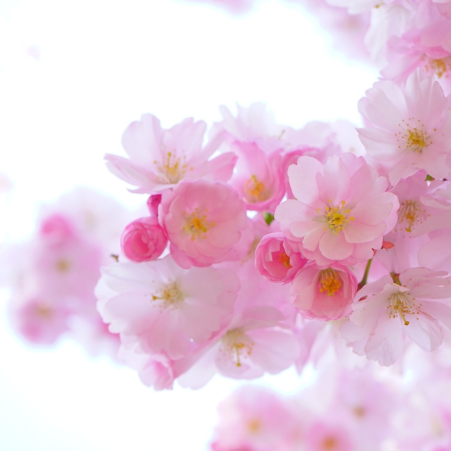 🌸 Prenota ora la tua pausa di primavera (Aprile)