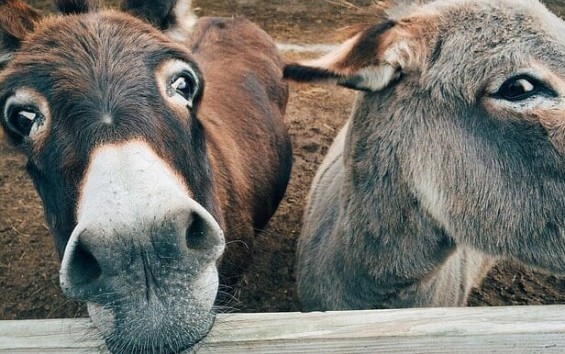 ASINOLLA, NATURA CAVALLI E ASINELLI
