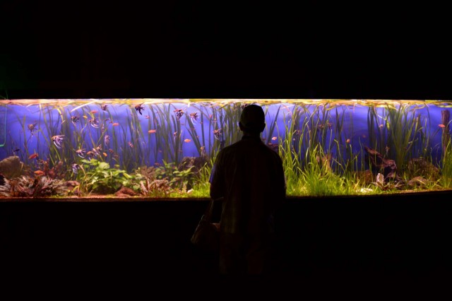 Acquario di Roma all’EUR: la grande promessa sotto il laghetto mai aperta al pubblico