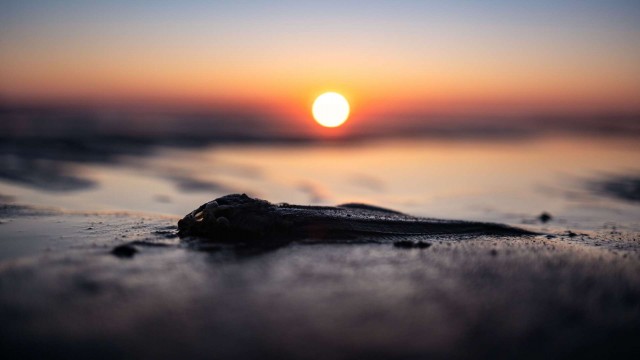 Caldo record fino a 50 gradi in Italia ad agosto 2026? Cosa rischiano turisti e hotel